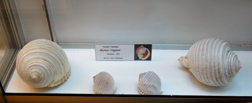 Malea ringens, vista 01