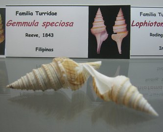 Gemmula speciosa