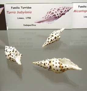 Turris babylonia