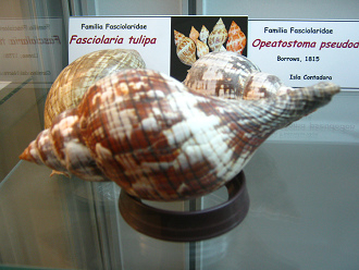 Fasciolaria tulipa, Totale