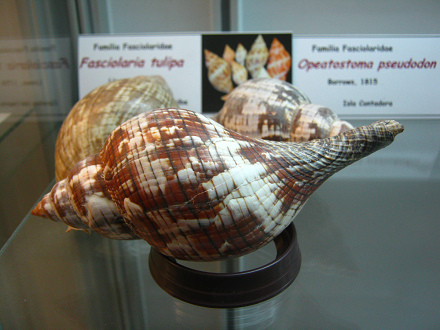 Fasciolaria tulipa, Nahaufnahme 01