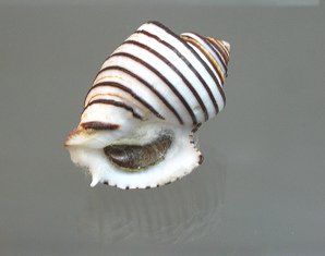 Opeatostoma pseudodon,
                                  Nahaufnahme 01