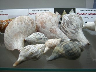 Fasciolaria hunteria, vista total