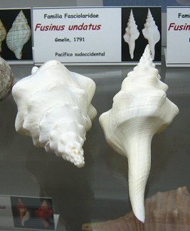 Fusinus undatus