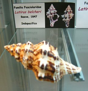 Latirus belcheri