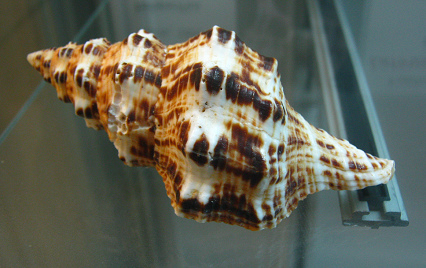 Latirus belcheri, Nahaufnahme