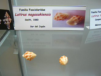 Latirus nagasakiensis