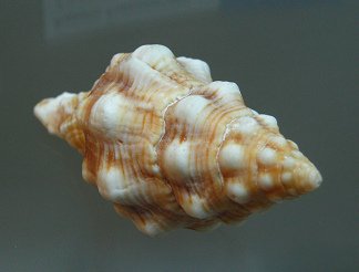 Latirus tumens, Nahaufnahme