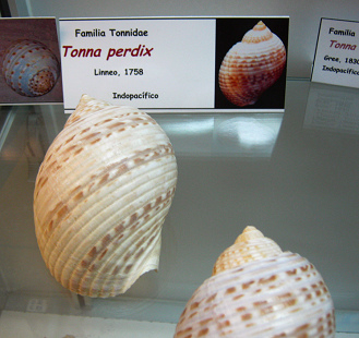 Tonna
                          perdix