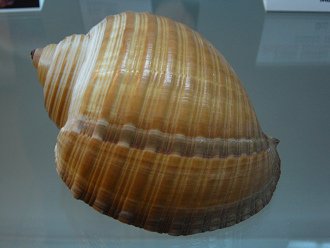 Tonna zonata, primer plano