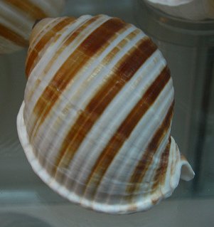 Tonna sulcosa, Nahaufnahme