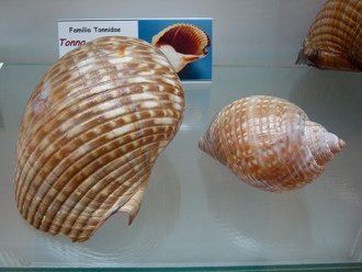 Tonna galea, Totale