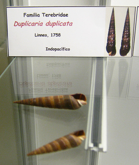 Duplicaria duplicata