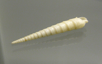 Terebra laevigata, primer plano