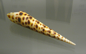 Terebra ornata, primer plano