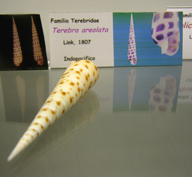 Terebra areolata