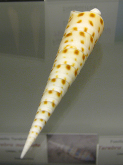 Terebra areolata, primer plano