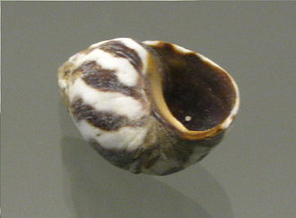 Littorina peruviana, primer plano