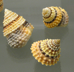 Tectarius coronatus, primer plano