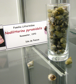 Nodilittorina pyramidalis, placa
