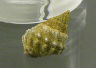 Nodilittorina pyramidalis, primer
                                  plano