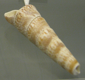 Turritella variegata, primer
                                  plano 02