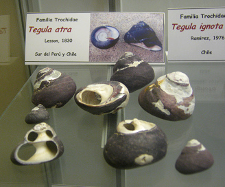 Tegula
                          atra