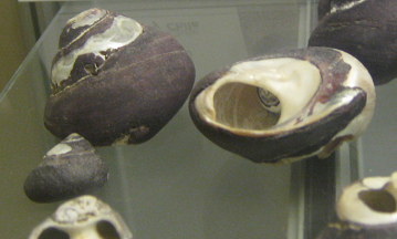 Tegula atra, primer plano