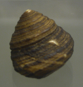 Tegula ignota, primer plano