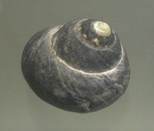 Tegula atra auryomphala, primer plano