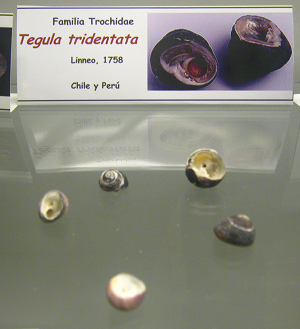 Tegula tridentata