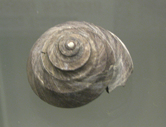 Tegula luctuosa, primer plano