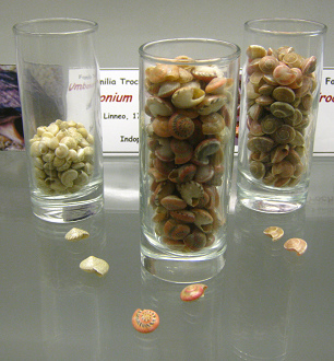 Umbonium vestiarium, vista total