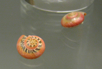 Umbonium vestiarium, primer plano 01