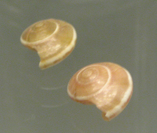 Umbonium vestiarium, primer plano 02