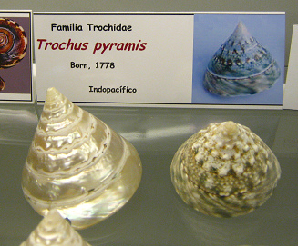 Trochus pyramis, placa
