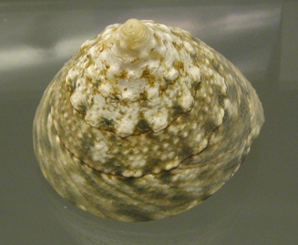 Trochus pyramis, primer plano