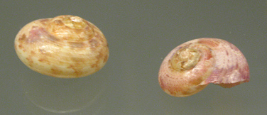 Umbonium guamensis, primer plano