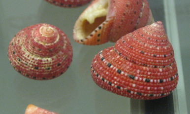 Clanculus puniceus, primer plano