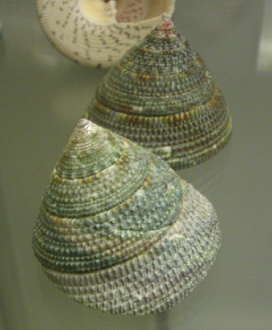 Trochus verrucosus, primer plano