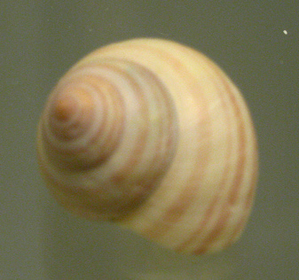 Photinula roseolineata, primer plano