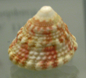 Trochus sacellum rota, primer plano