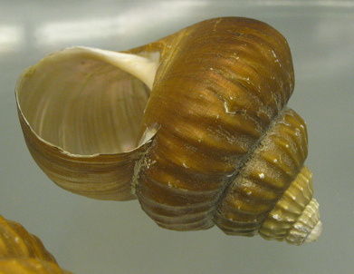 Bathibembix humboldti, primer plano