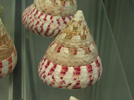 Tectus conus, primer plano