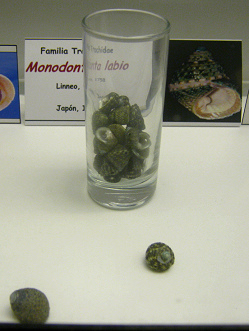 Monodonta labio, vaso