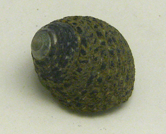 Monodonta labio, primer plano