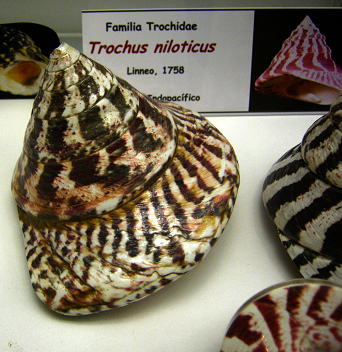 Trochus niloticus, primer plano
                                  01