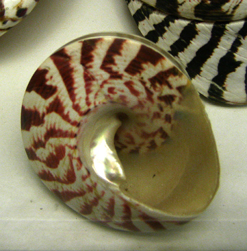 Trochus niloticus, primer plano
                                  02