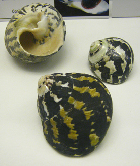 Cittarium pica, primer plano