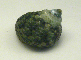 Monodonta canalifera, primer plano